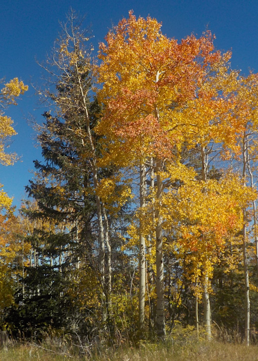 \Fall In New Mexico Photography Art | KAT MILLER-PHOTO ARTIST
