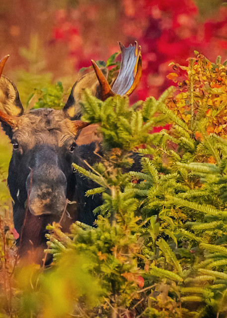 Bull Moose In Foliage (Horizontal) Photography Art | Monteux Gallery