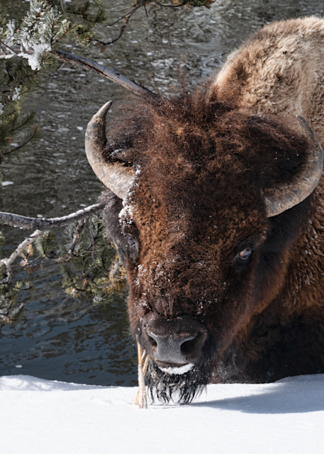 Annoyed bison