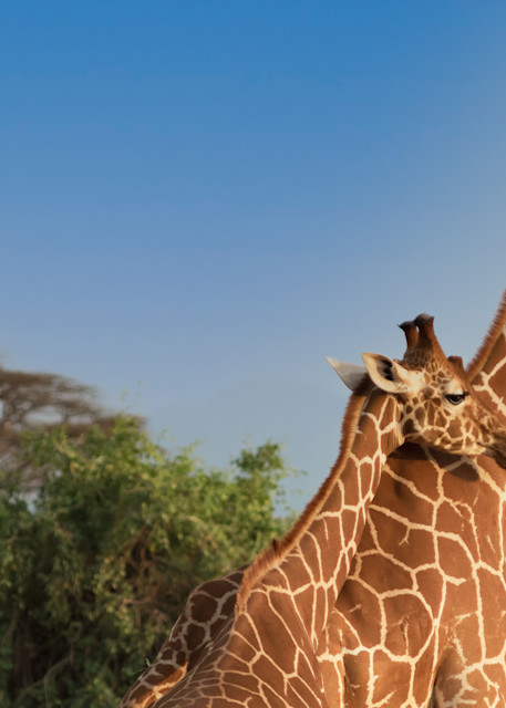 Giraffe Mom And Baby   Kenya Photography Art | Elizabeth Fortney Photography