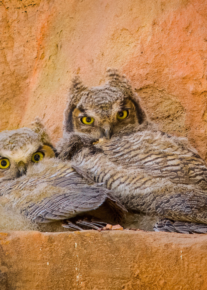 Great Horned Owl Chicks Photography Art | Elizabeth Fortney Photography