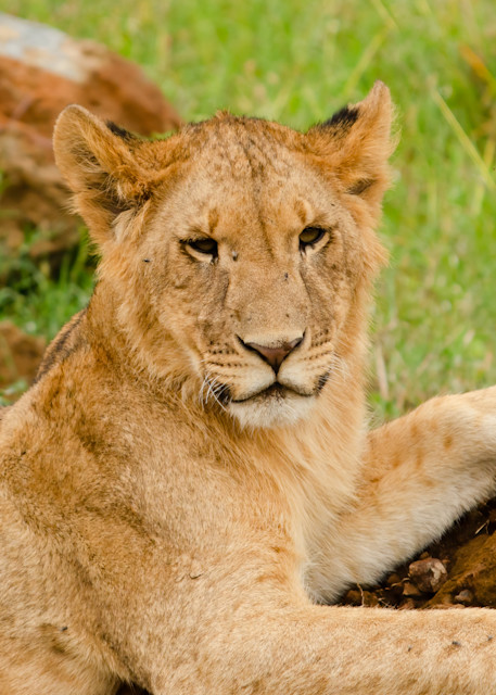 Lioness   Kenya Photography Art | Elizabeth Fortney Photography
