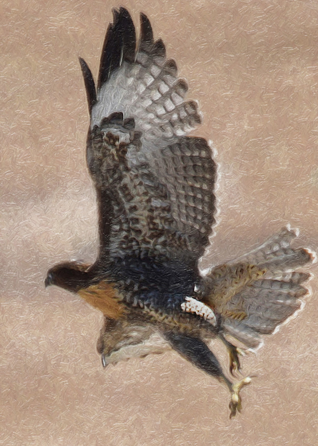 R Ed Ftailed Hawk Soaring Left Photography Art | Art Beyond Control