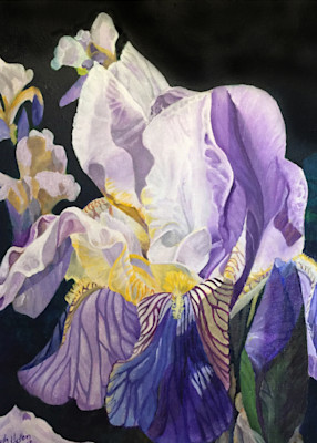 German Iris Art | Judy's Art Co.