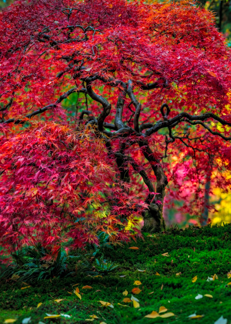 The Red Tree Photography Art | Mind Works Images