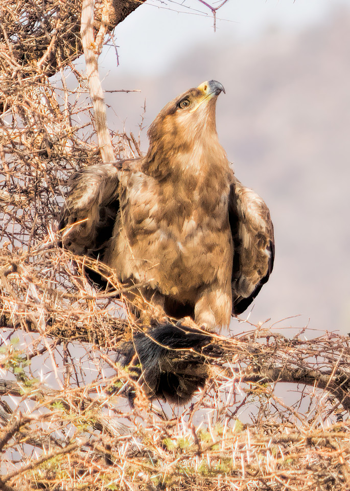 Eagle With Prey   Kenya Photography Art | Elizabeth Fortney Photography