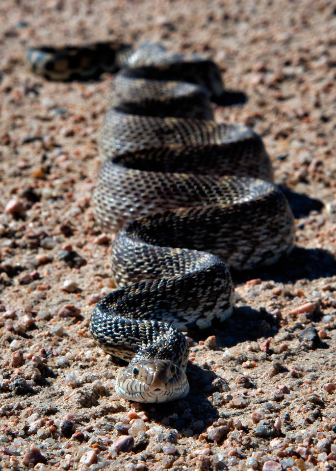 Reptilian Patterns - Snake fine-art photography prints