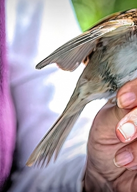 Bird Banding Photography Art | Photoeye Inc