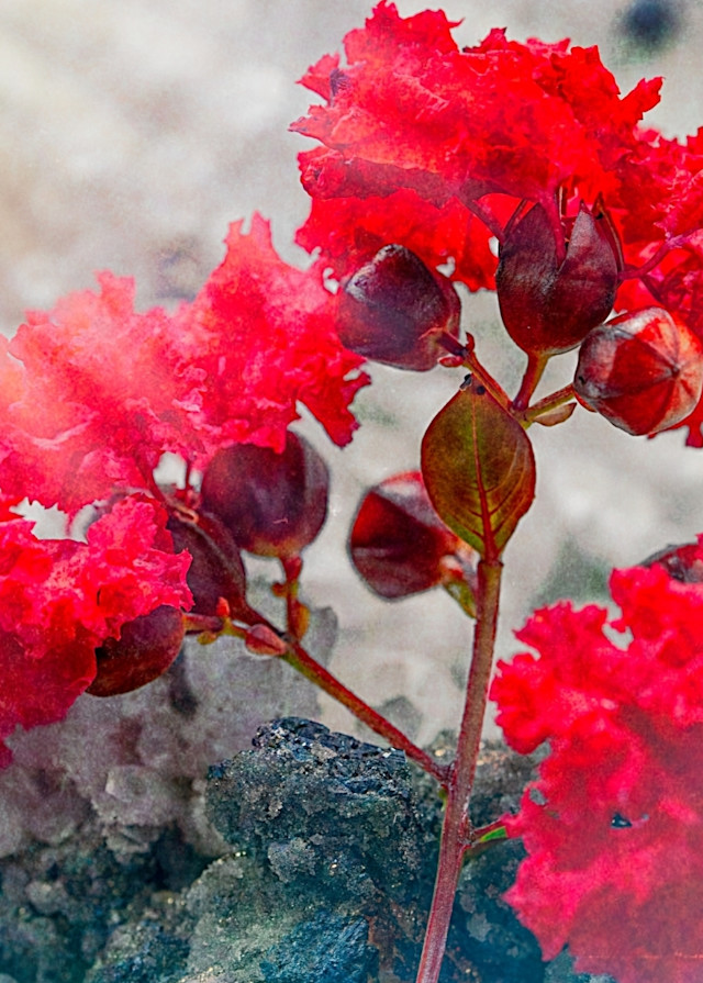 Light Flow Red Flower Photography Art | Photoeye Inc