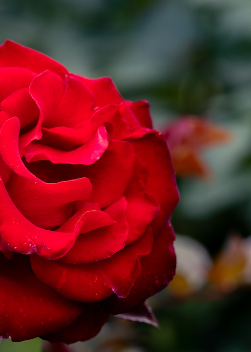 The Perfect Red Rose