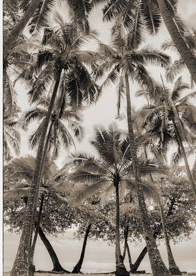 Costa Rica Morning B And W Photography Art | Wendy Humble Photography