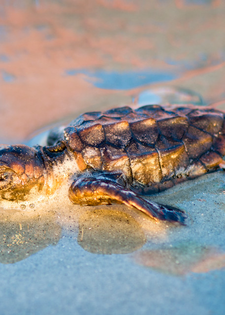Baby Loggerhead Sea Turtle Making Run to Ocean