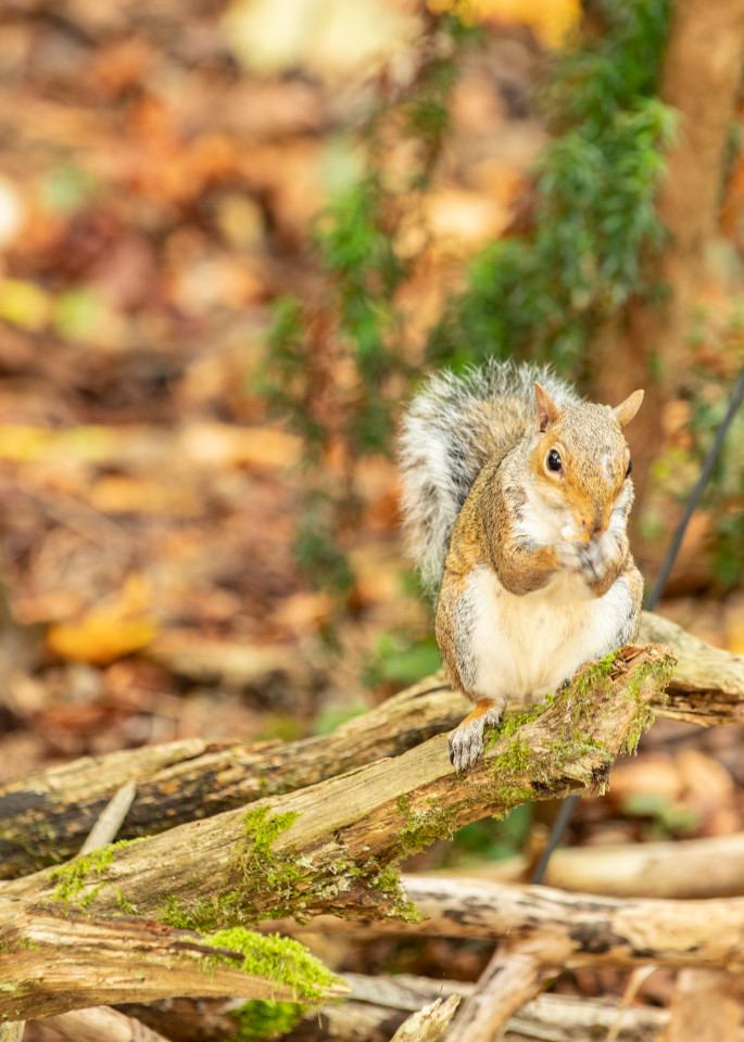 Sofia The Squirrel  Photography Art | Moonstruck Photographic Images