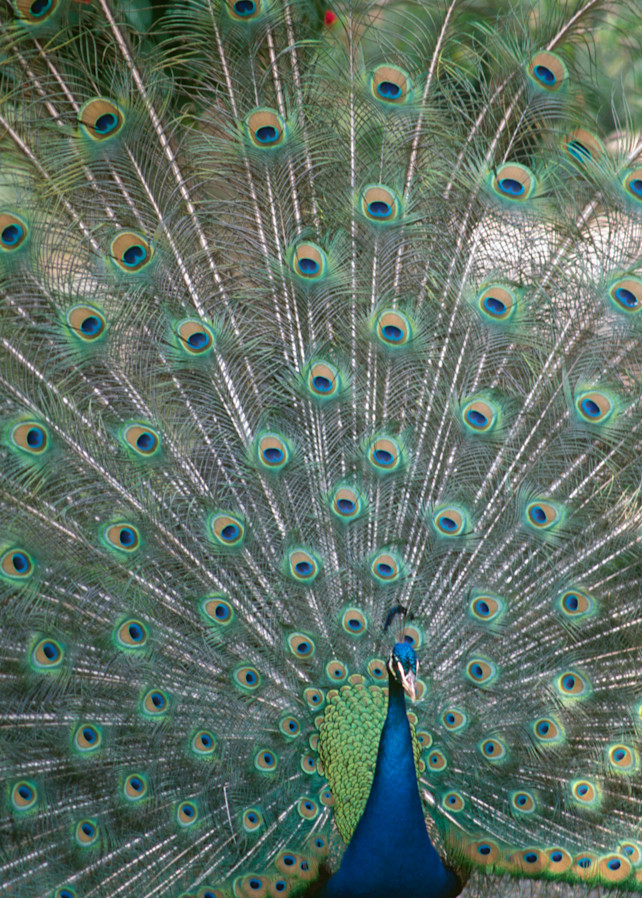 Natural History Peacock