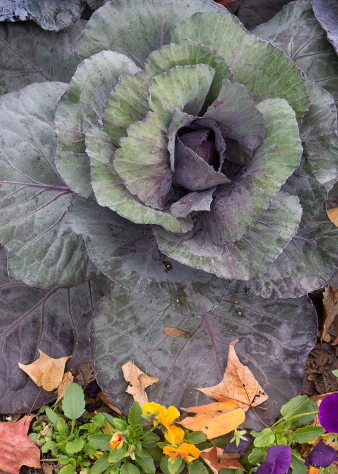 Autumn Lettuce/Merch Art | karenihirsch