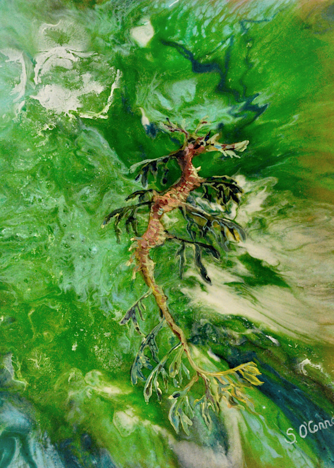 Leafy Sea Dragon Art | Sarah O'Connor Art