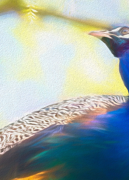 Peacock In Tree Chalk Photography Art | Photoeye Inc