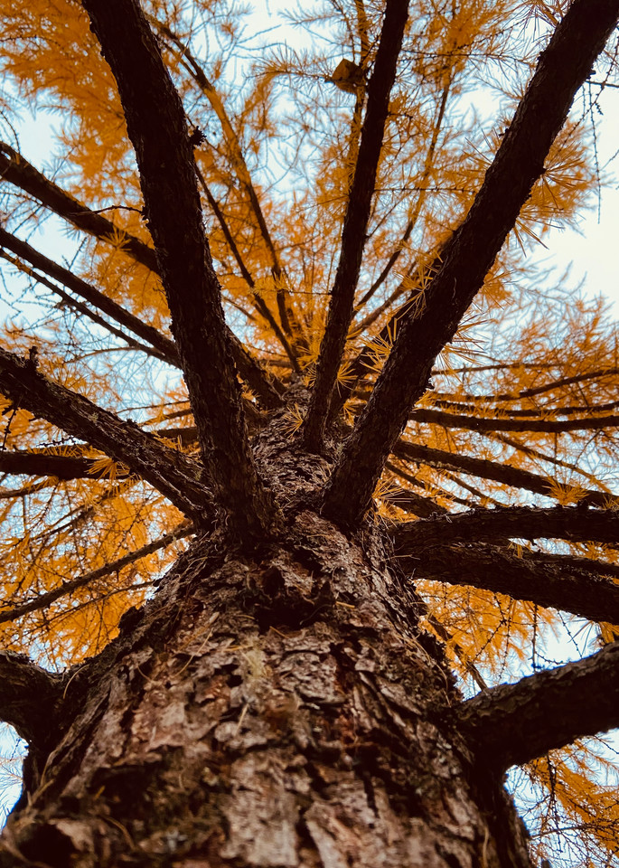 Tamarack Tree  Photography Art | Visionary Adventures, LLC