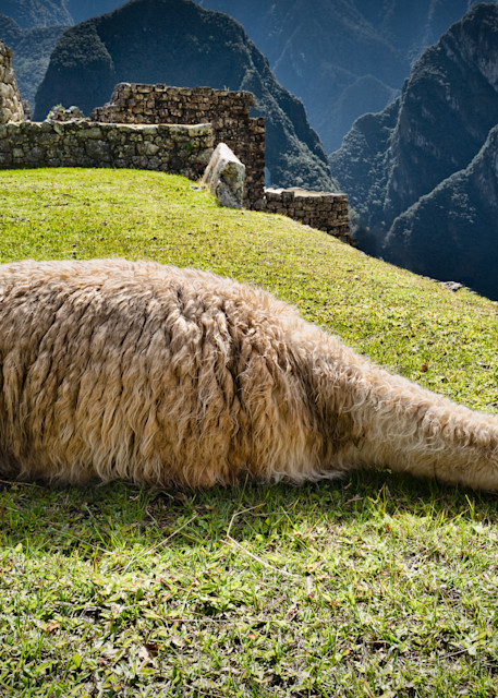 Lazy Llama   Machu Picchu Photography Art | Elizabeth Fortney Photography