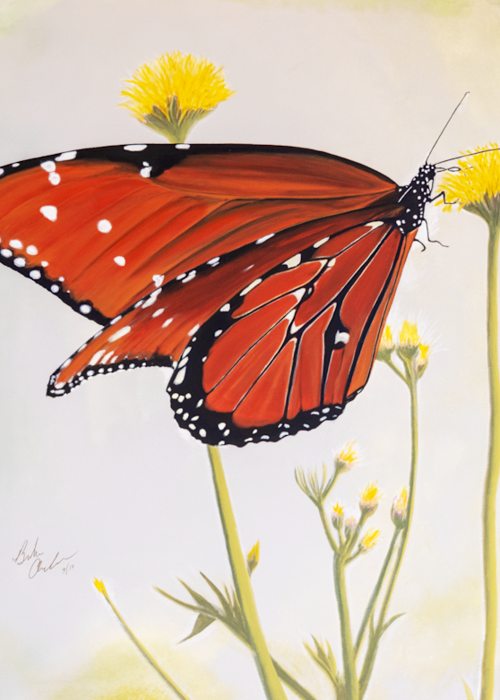 Monarch On Milkweed Art | IMDArtist Barbara Andrews