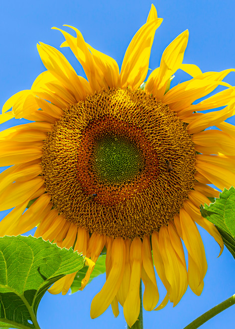 Sunflower Photo | Chris Tucker photography