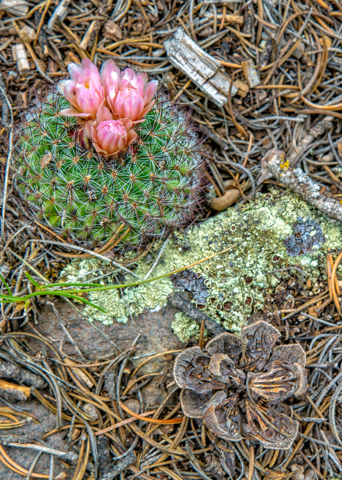 Alpine Cactus Photo | Chris Tucker Photography