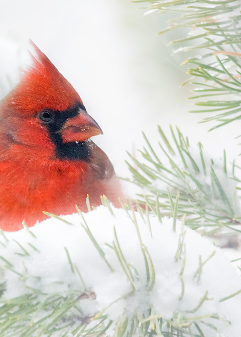 Snow Cardinal Gift Items Photography Art | Sanderson Photo Art