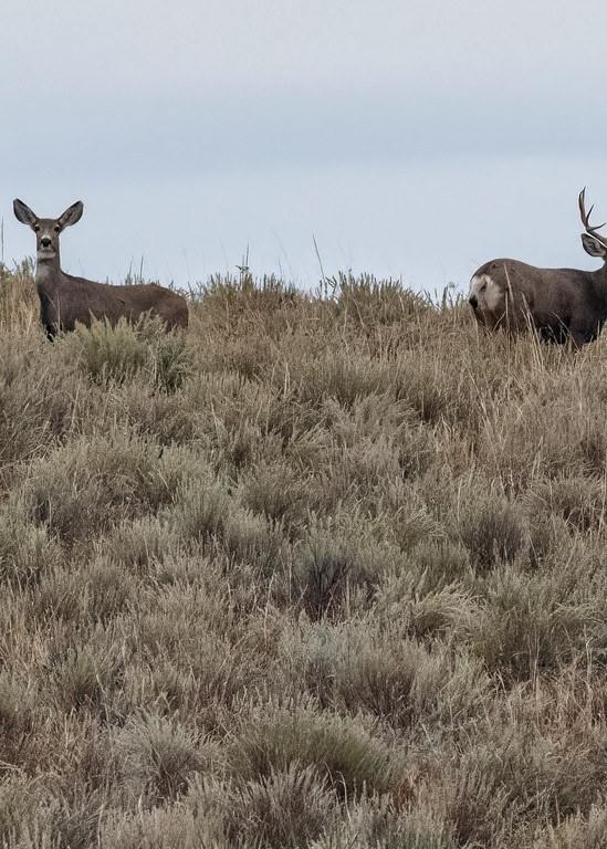 Ridge-line Mulies - Colorado wildlife photography