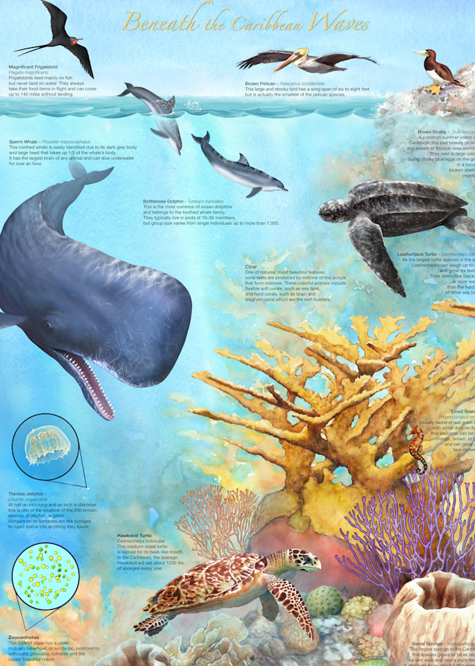 Ecosystem of the Caribbean Coral Reef