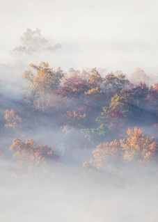 Mountain Mist In The Tree Tops Print