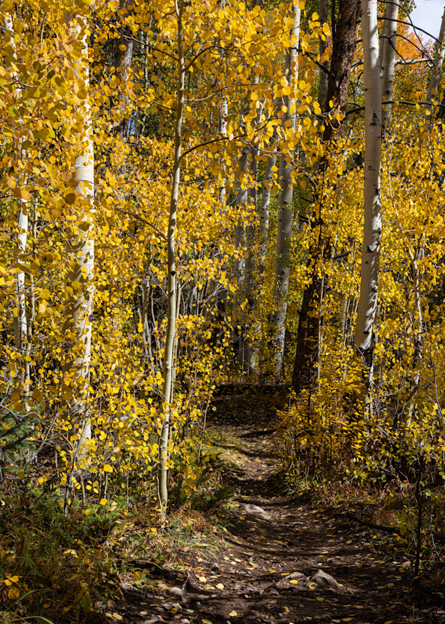 Aspen Trail Art | Leiken Photography