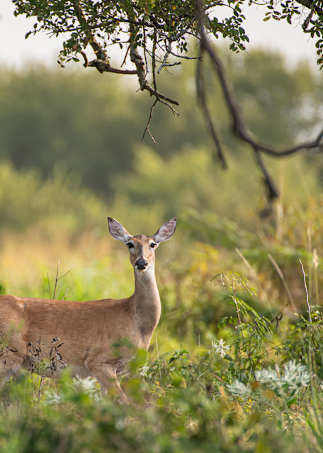 Doe At Full Attention At Clymer Meadow Preserve Photography Art | Justin Parker Nature Photography