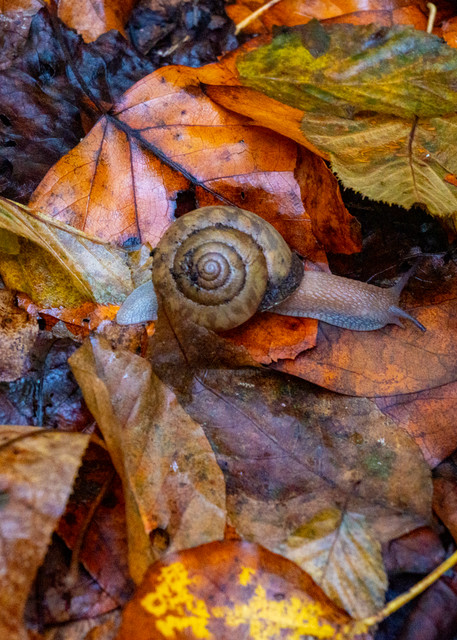 Autumn Snail