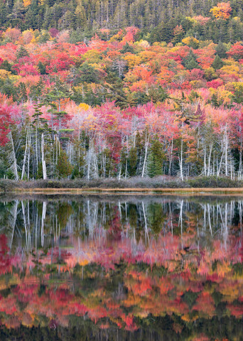 Fall color reflects in a pond in Acadia National Park.