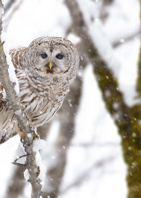 Snowey Barred Owl Photography Art | http://www.mooseprintsgallery.com