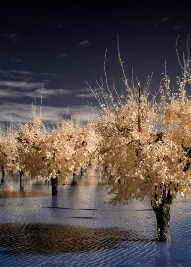 Flooded Orchard, Yuba County, Ca. Photography Art | davidarnoldphotographyart.com
