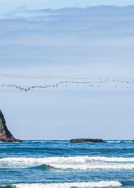 art photography for sale buy artwork online prints for sale migrating flock geese flying North off the coast Washington State 2nd Beach Olympic National Park USA