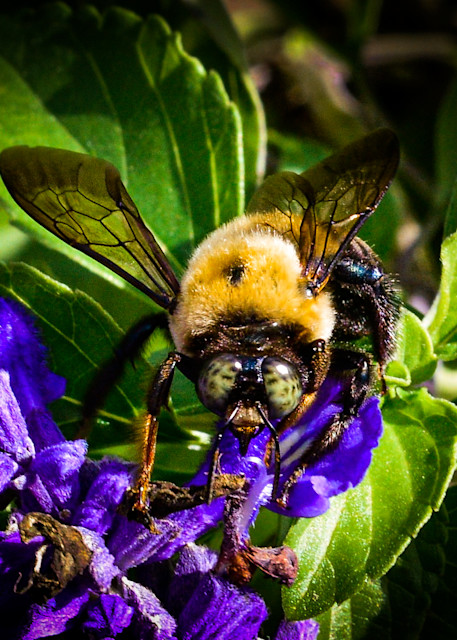 Green Eye Bee Photography Art | John's Photos