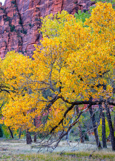 Autumn at the Grotto - Zion National Park fine-art photography prints