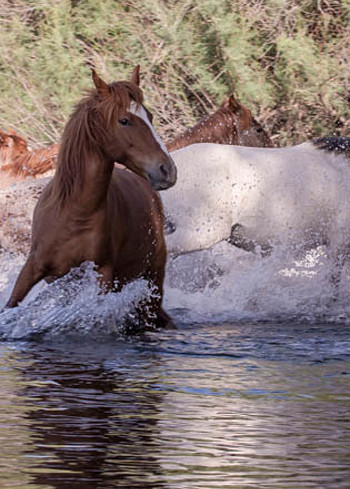 Horses running out of Salt River