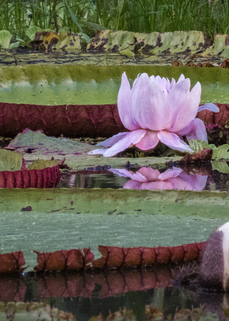 Monet Waterlilies In The Amazon? Photography Art | PS Morahan