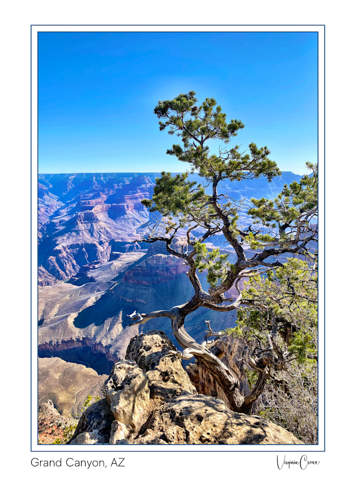 Lone Tree At The Grand Canyon Art | Art by Virginia Crowe