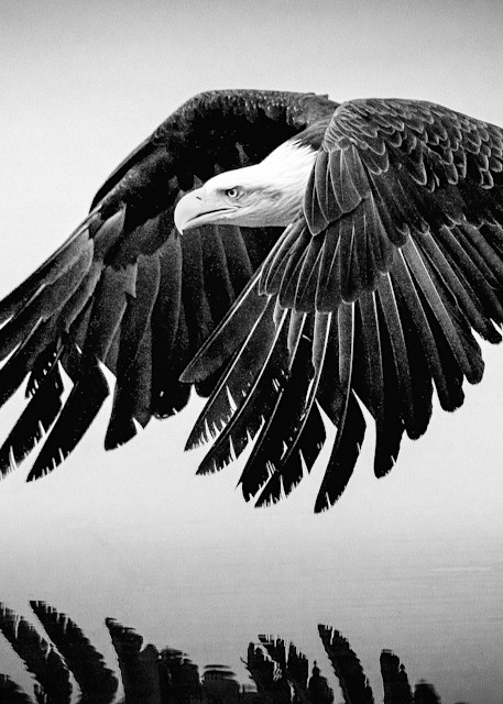 Eagle Water Reflection In B & W Art | Alaska Wild Bear Photography