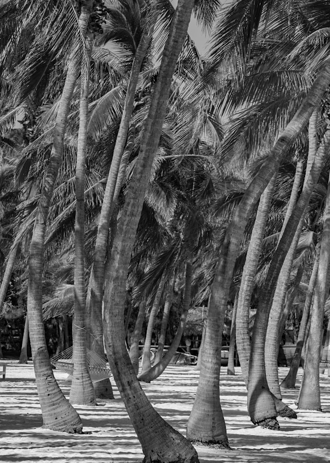Islamorada palm trees