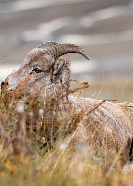 Bighorn Sheep  | Terrill Bodner Photographic Art
