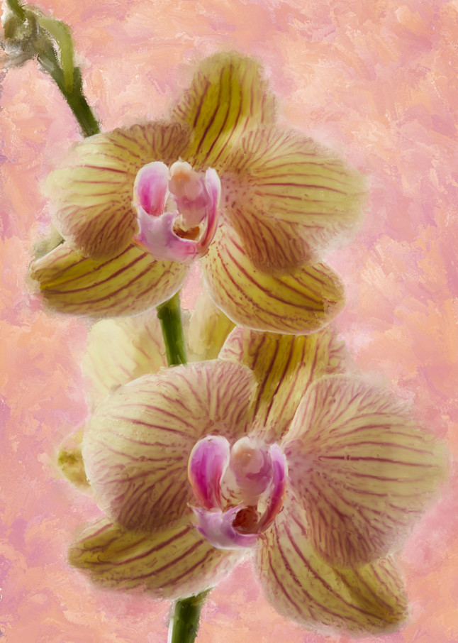 Orchid Two Art | Rick Peterson Studio