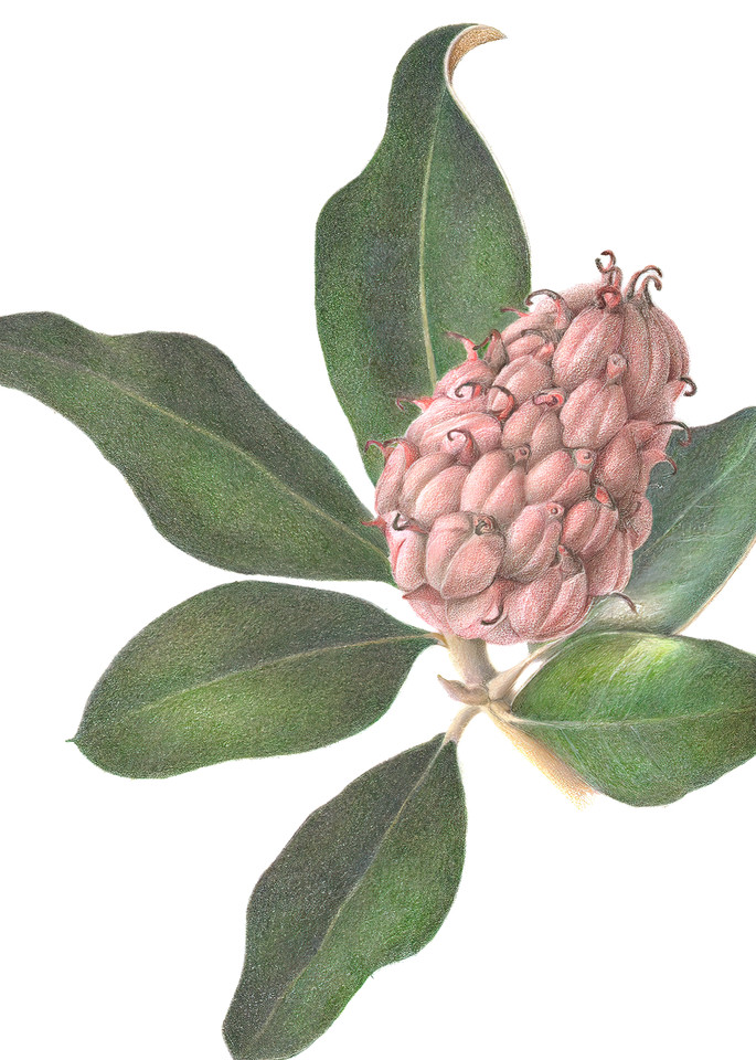 Magnolia Seed Pod With Foliage Art | Joan Furlong | Vox Loci Studio