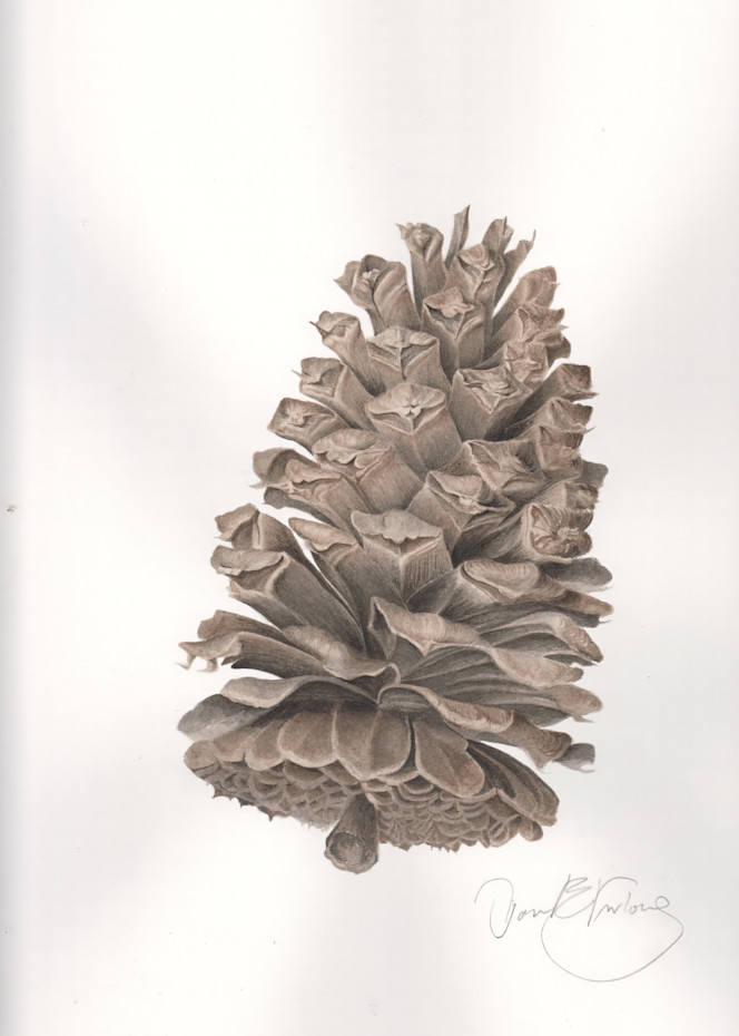 Longleaf Pine Cone Art | Joan Furlong | Vox Loci Studio