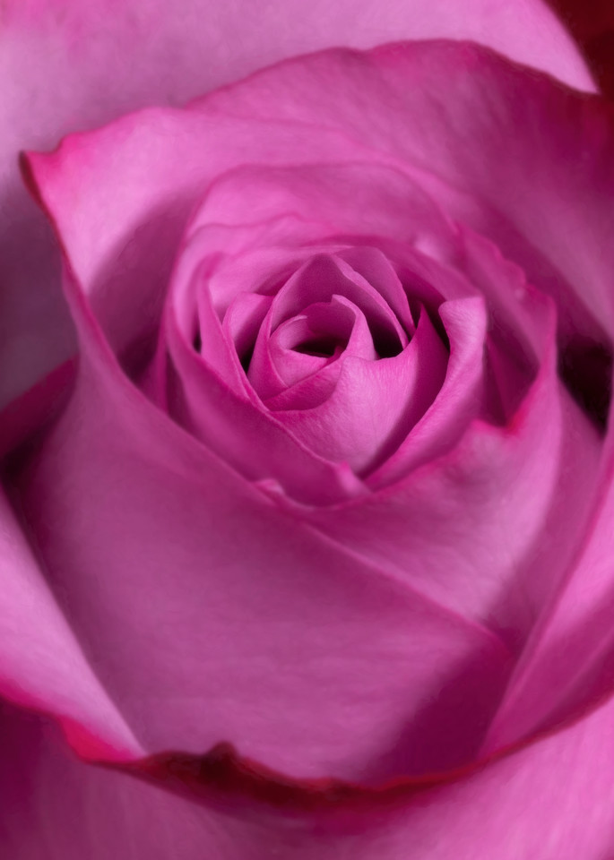 Some Say Rose Photography Art | BPB Photography