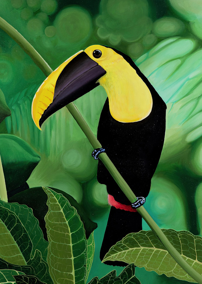 Toucan High Quality Painting Print Photography Art | Fly Fishing Portraits